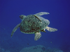Dahab May Hawksbill Sea Turtle V Image